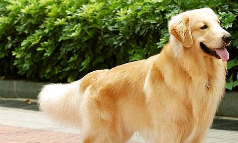 不同環境中飼養金毛犬的方法