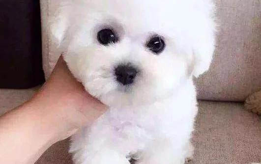 小狗能吃雞蛋嗎