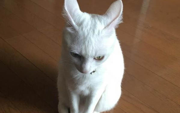 為什么剛養的小貓一直叫個不停