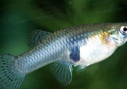 食蚊魚多久繁殖一次？