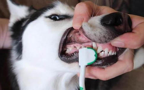 狗狗在哪可以領養