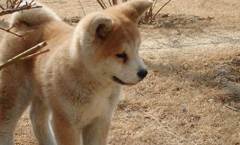 秋田犬和柴犬幼犬哪個好