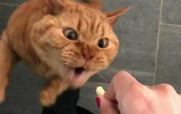 貓砂哪里有買