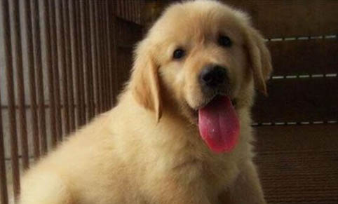 金毛犬會(huì)不會(huì)咬人