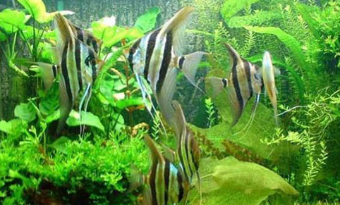 魚缸水變綠了怎樣處理