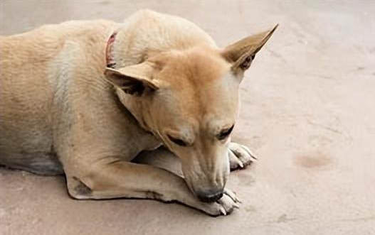 狗得了犬瘟熱加細(xì)小病毒一般能活多久