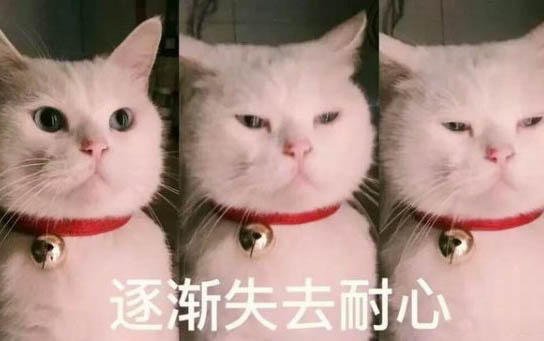 小貓的壽命一般能活多久