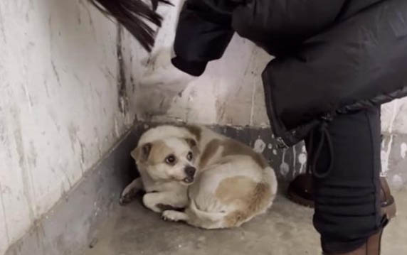 為什么狗狗喜歡睡在床底下