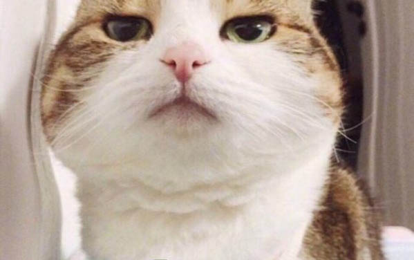 貓咪不吃不喝只睡覺