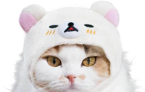 貓咪吐血能自愈嗎