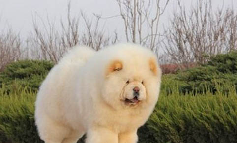 松獅犬如何配種