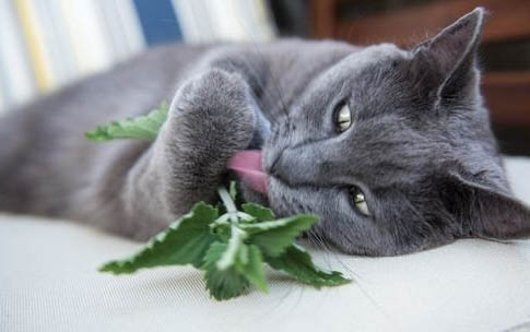 請問貓咪嘔吐的原因及處理方法？