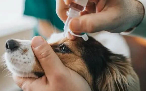 如何挑選幼犬和小狗糧和狗糧
