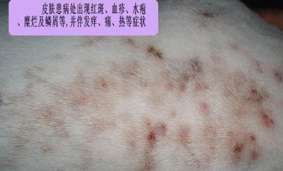 狗狗臨死的前期癥狀都有哪些?