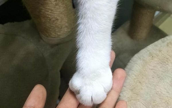 請問貓咪嘔吐的原因及處理方法？