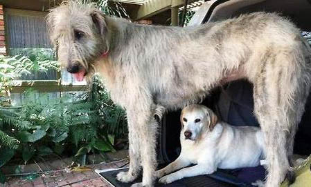 購買蘇俄獵狼犬注意些什么
