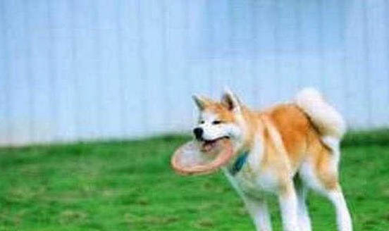 秋田犬與柴犬的區別