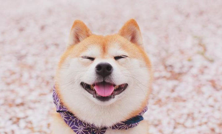 黑柴犬和赤柴犬哪個貴