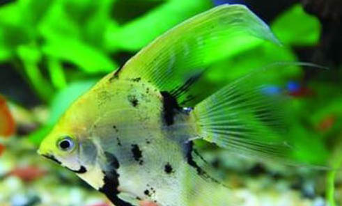 魚缸不供氧魚能活多久