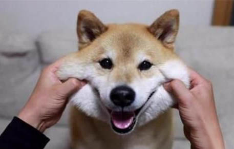 新手如何挑選柴犬狗糧配方