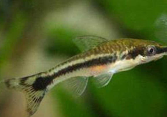 金魚打印病