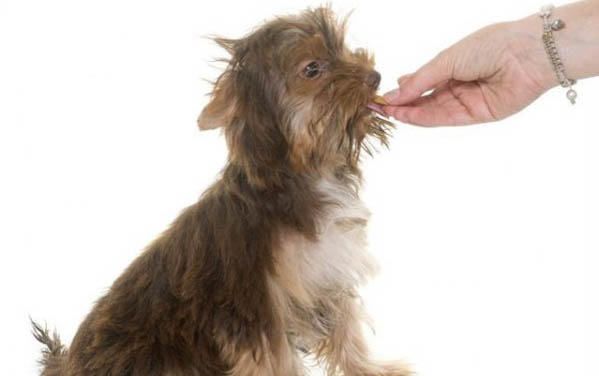 泰迪有黑色的嗎