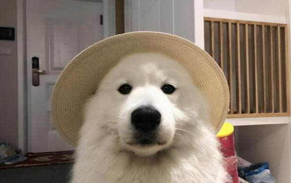 薩摩耶不聽話