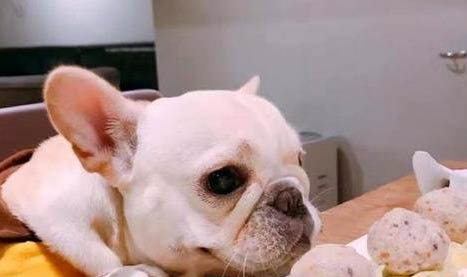狗感冒發燒老喝水是什么原因？如何處理以及注意事項？