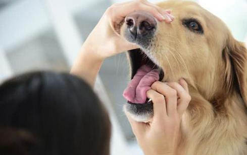 狗狗為什么會得肺炎?