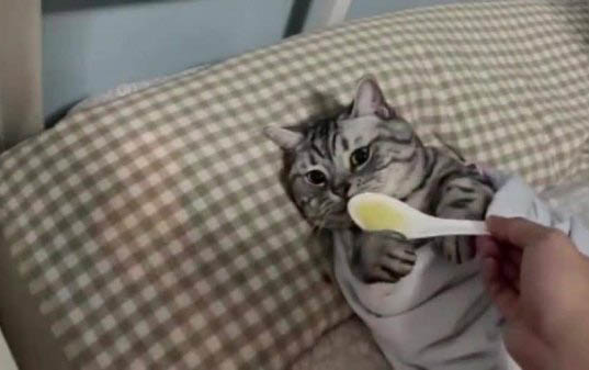 貓鼻子感染