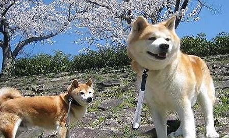 秋田犬多久成年