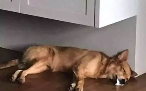 狗狗身上有狗豆子吃什么藥好啊？