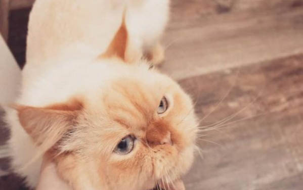 小貓得了貓瘟?xí)魅窘o大貓嗎
