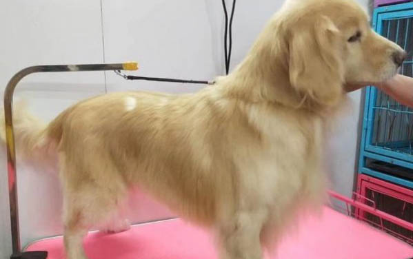 金毛尋回犬坐著睡覺的原因