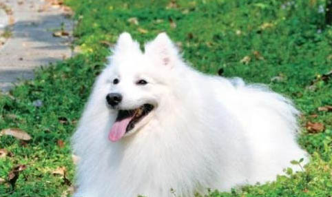 銀狐犬多少錢一只