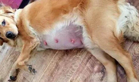 狗狗細小病毒都有哪些癥狀表現