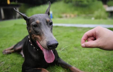 純種杜賓犬多少錢一只