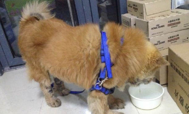 狗狗厭食還嘔吐該怎么辦