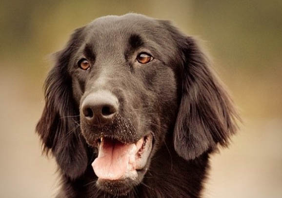 波音達(dá)獵犬突然不愛吃東西的原因是什么