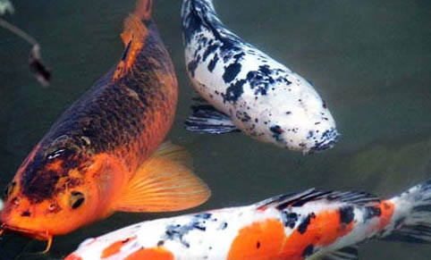 觀賞魚(yú)為什么脹肚子