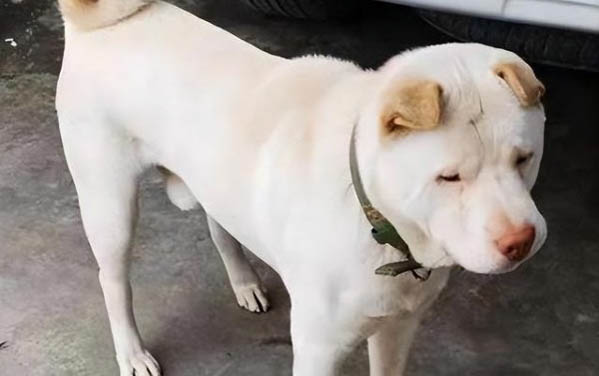 狗狗為什么感染小孢子菌