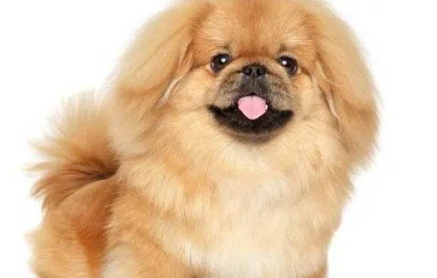 京巴犬狗的身上臭如何辦?