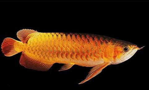 銀龍魚能不能吃魚干
