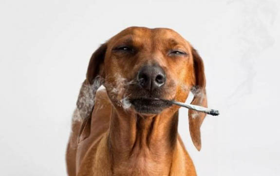狗打架為什么不用爪子？
