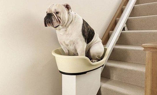 狗狗感冒會傳染給另一只狗嗎