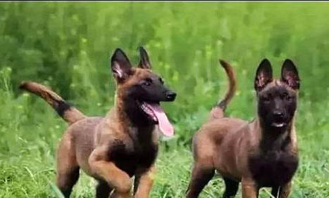 馬犬幾個月就可以拴了