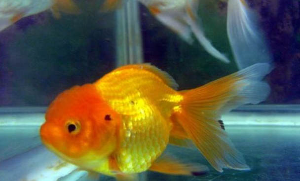 金魚掉鱗的原因及處理方法