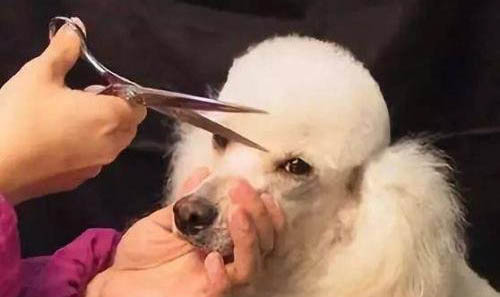 狗狗突然愛鉆旮旯咋回事啊