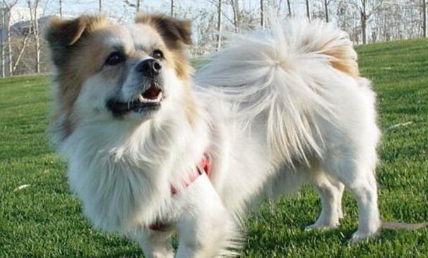 狗狗的臉部表情