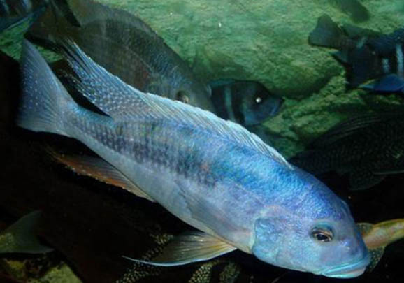 熱帶魚身上長白點怎么治療